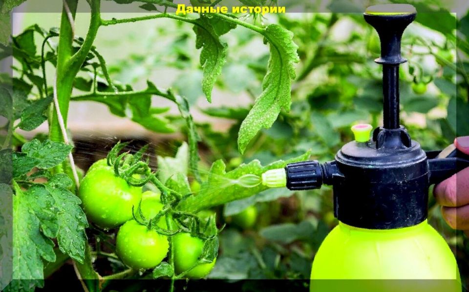 Как эффективно подкармливать кусты: секреты листовых обработок