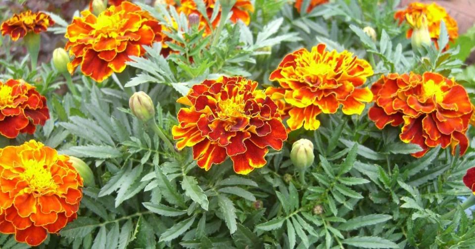 Бархатцы в огороде: неожиданные преимущества для ваших растений