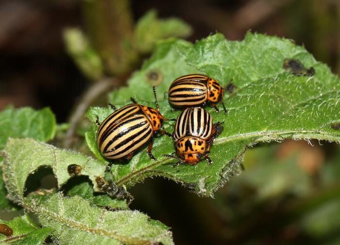 Горчичный порошок: природная защита от колорадского жука для вашего урожая