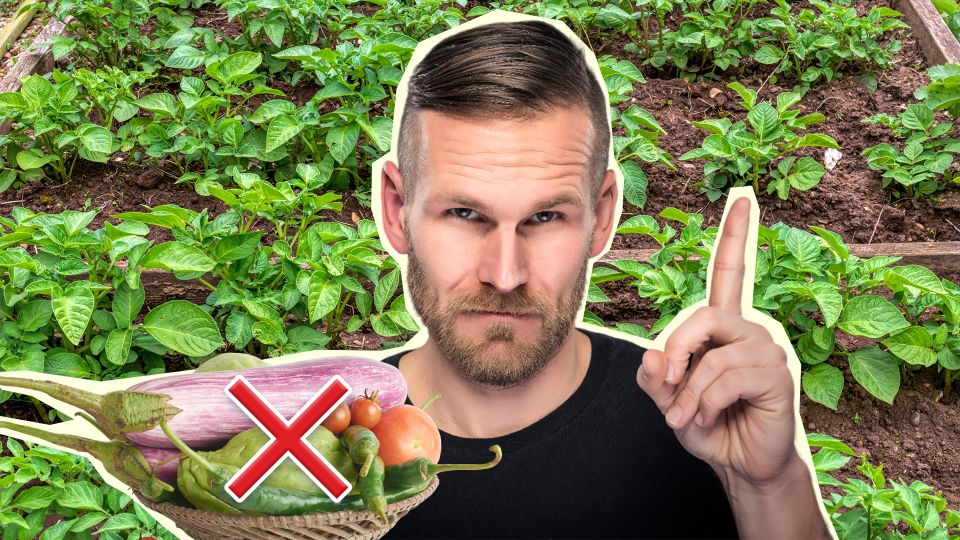 Такое соседство для картофеля будет губительным: намучаетесь бороться с фитофторой