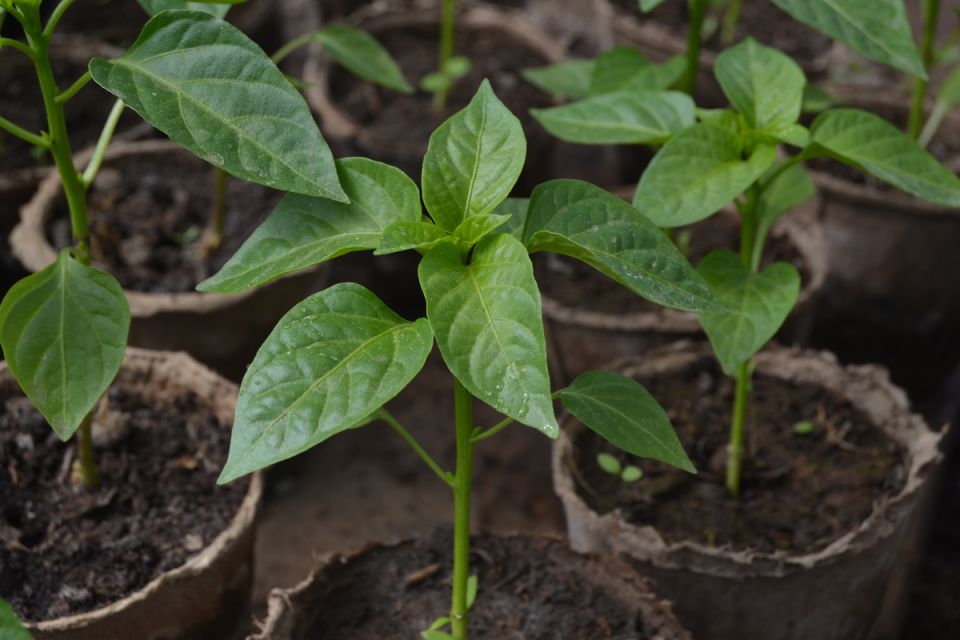 Почему от торфяных стаканчиков для рассады лучше отказаться?