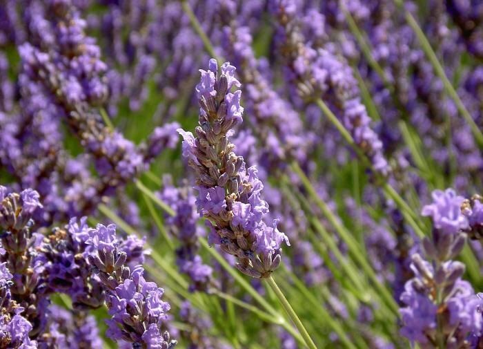 Цветы в спальне: как добиться гармонии и крепкого сна