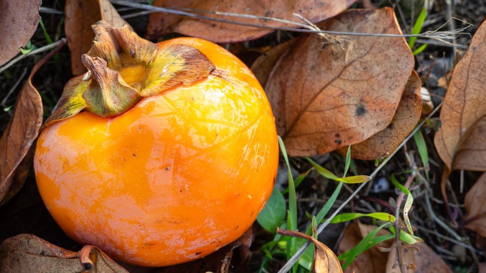 Вяжущей хурмой больше не подавитесь: вот как выбрать сладкий плод