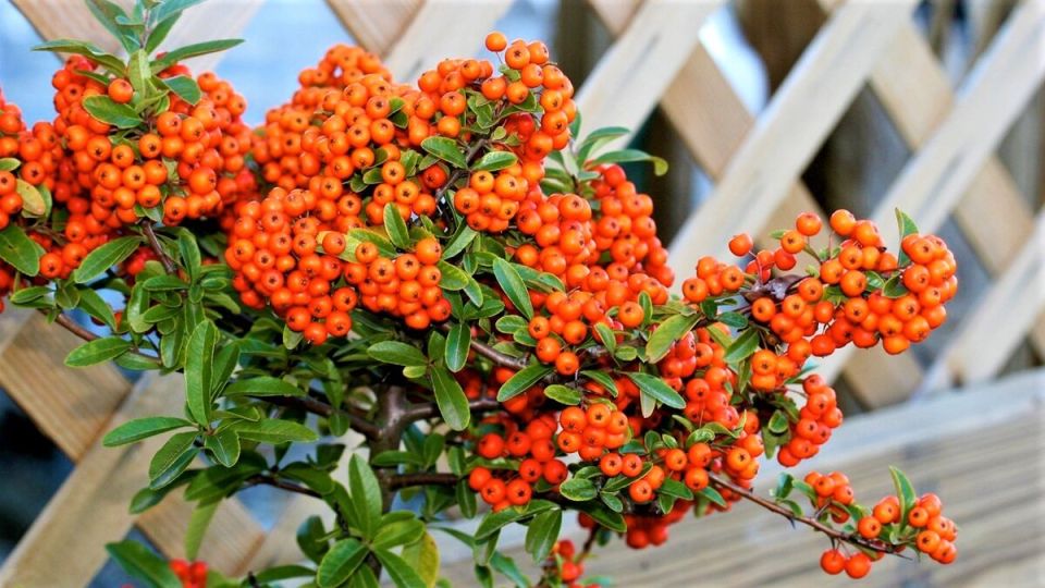 Пираканта: зимний акцент для вашего сада