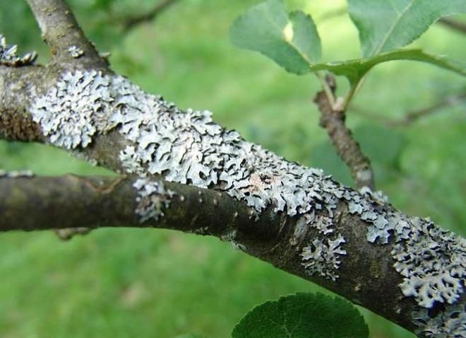 Как опасные советы из Интернета могут навредить вашему саду