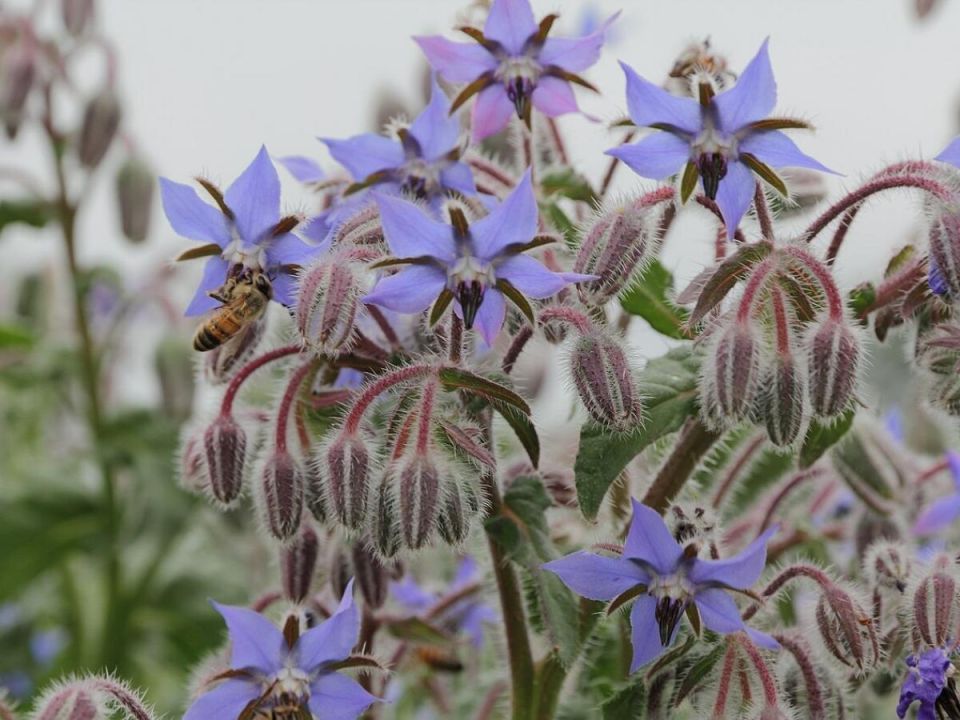 Бораго: овощной герой дачи, который удивит вас своими свойствами