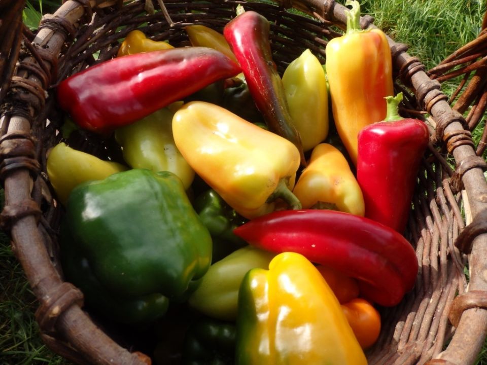 Овощи как естественные лекарства: процесс, который стоит перепроверить