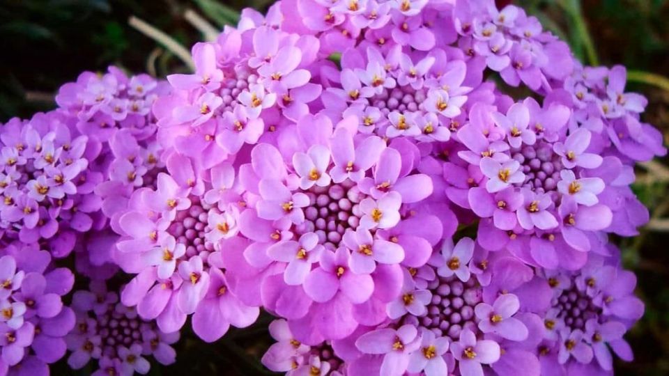 Как посев ибериса под зиму преобразит ваш сад весной