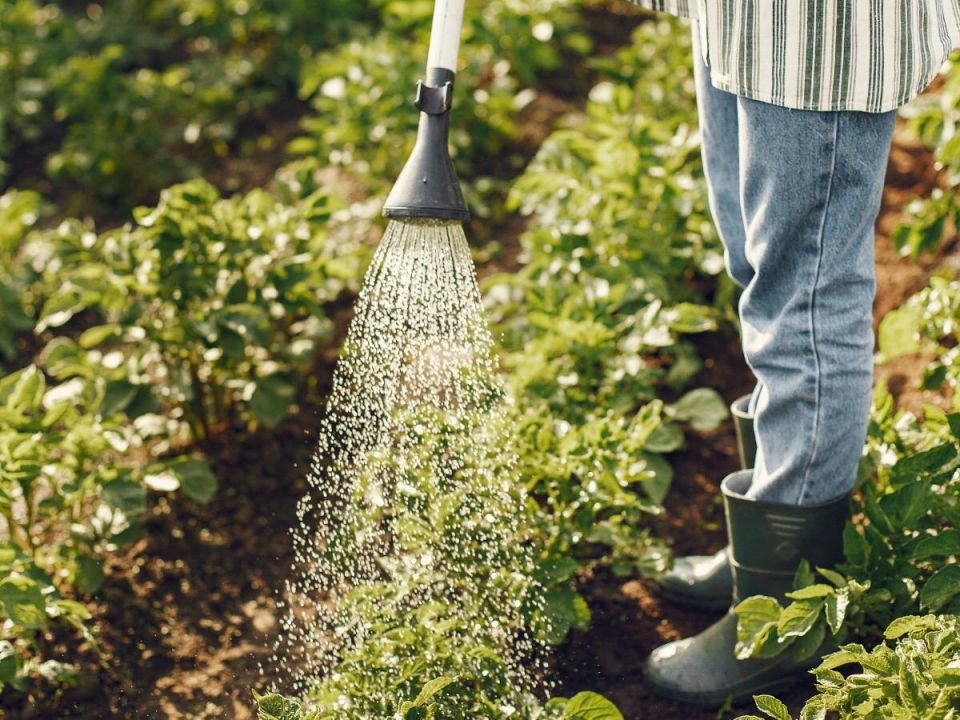 Как мульча и капельное орошение могут изменить ваш сад навсегда