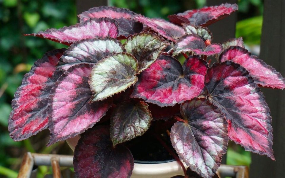 ����� �� �����������: ���� ��������� �������� ��� ��������� ���������