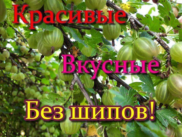 ��������� ������: ����� ����� �������� ��� �������