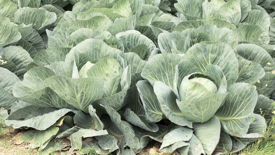 ��� ��� �������� ������� �������� ������������ �������: ��������� ������ �� ����� �����