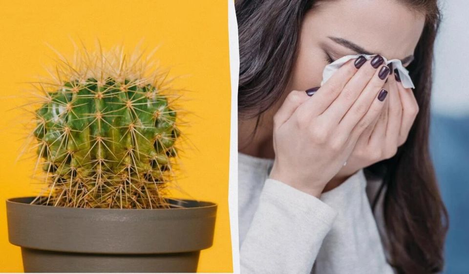 Кактусы в доме: мифы и опасности для здоровья