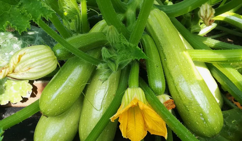 ��� �������� ����������� � ������� ��������: ������ ������� �����������