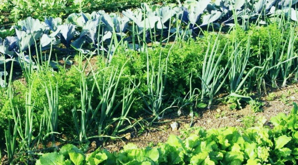 ��� ������� ����� ���������� �� ����� �������: �������� � ������������