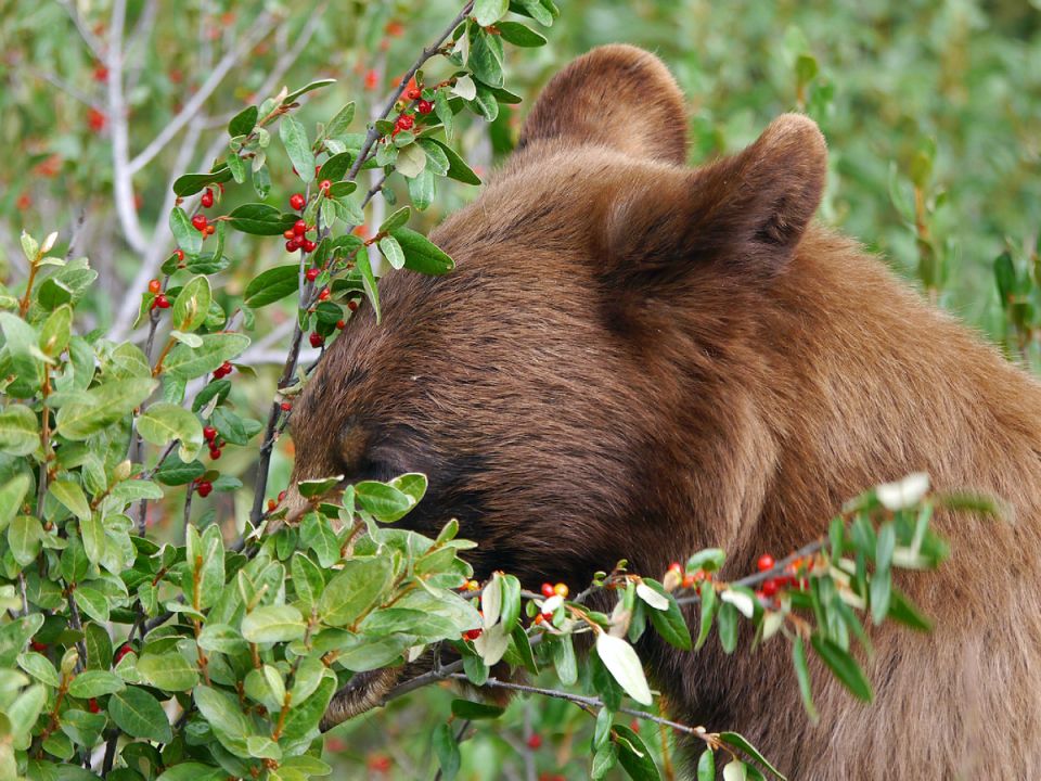 ��������� ������: ������ ������� ������������ ����� �����