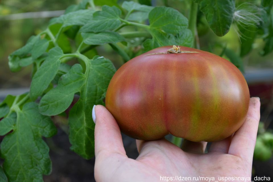 ��������� ���� � �������: ������ ���� 