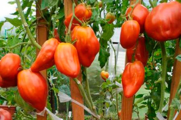 ������ ������� ������ ���� �����: ��� ��������� ��������� ����� � 2026 ����