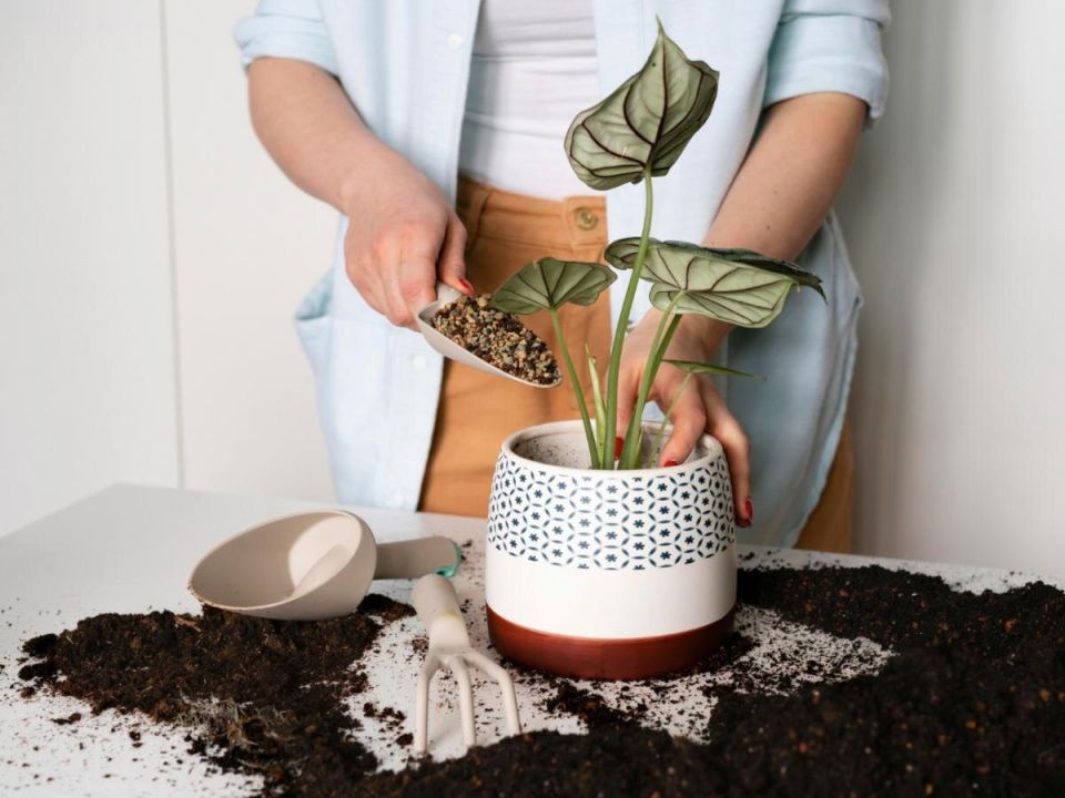 Лавовый камень: секрет успешного ухода за комнатными растениями