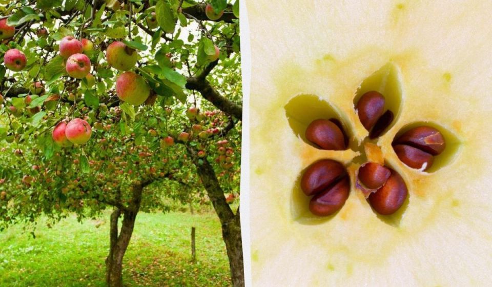 ����� ����� ��������� � ������� ��������: ��� ��������� ������ ����