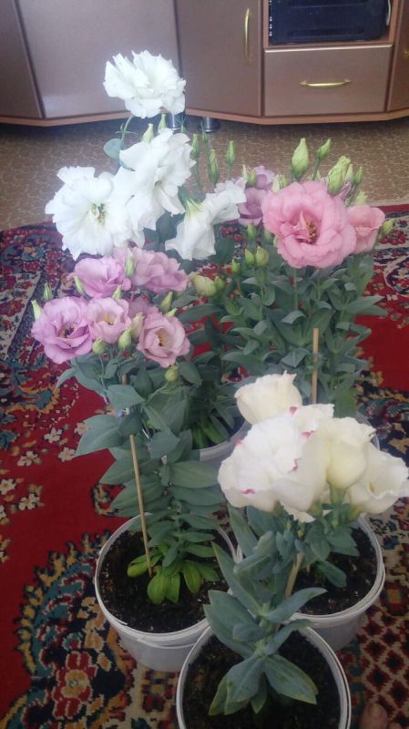 ��� ������� ����� ���� ������ ������������ � ������� ������� ��������