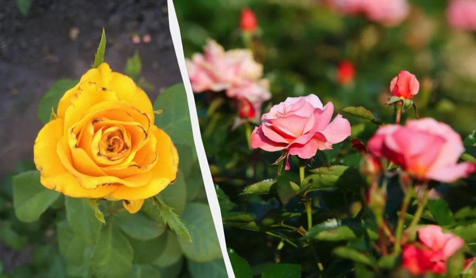 ��� ���� ��������� �� ������� � ������ ��� ����� ��� ��������