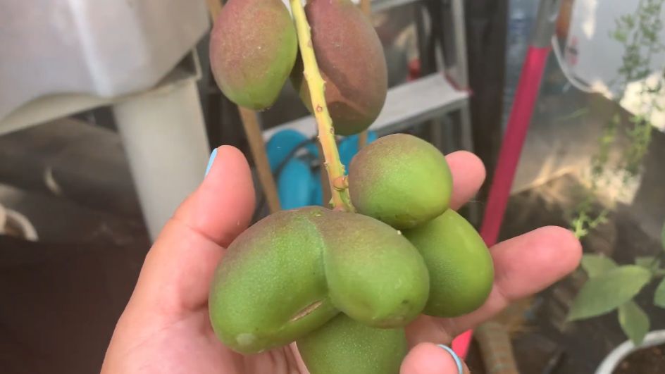 Как домашний сад превратил разочарование в тропический урожай