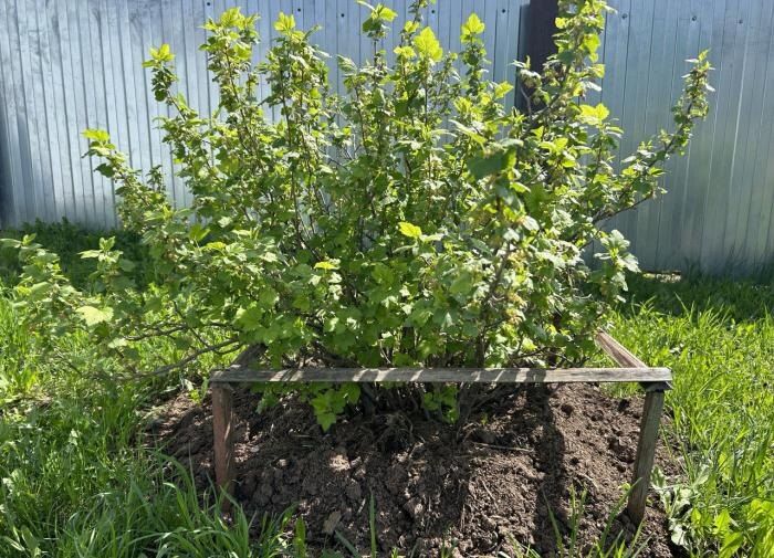 Как правильно обрезать красную и черную смородину: советы по уходу