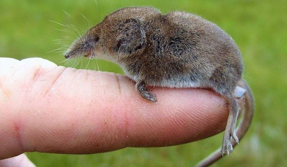 Как победить землероек на участке: эффективные методики без химии