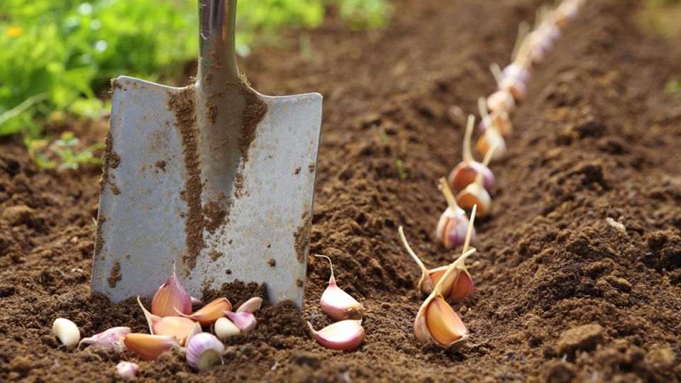 Секреты успешного урожая: где не стоит сажать озимый чеснок
