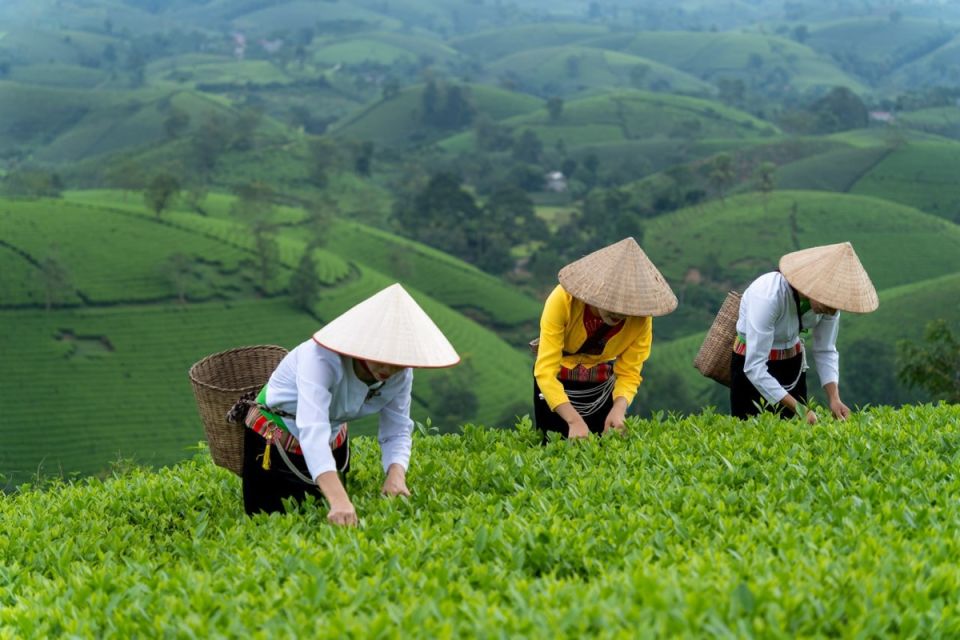 Китай готовится к чайной революции на новых территориях