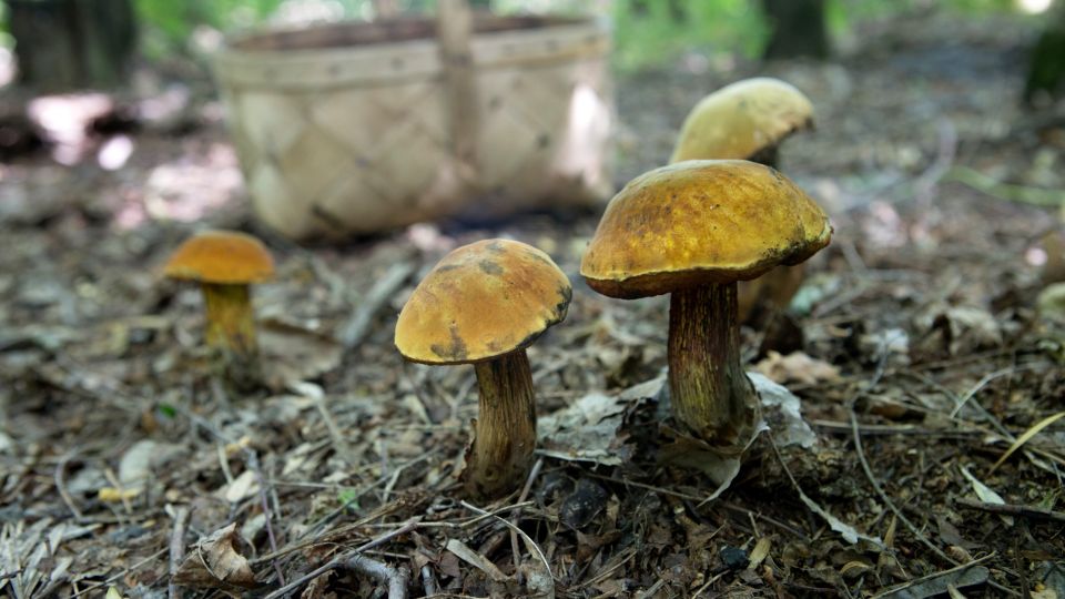 ������ ����������� ���������� ����������� � ����� ������ �����