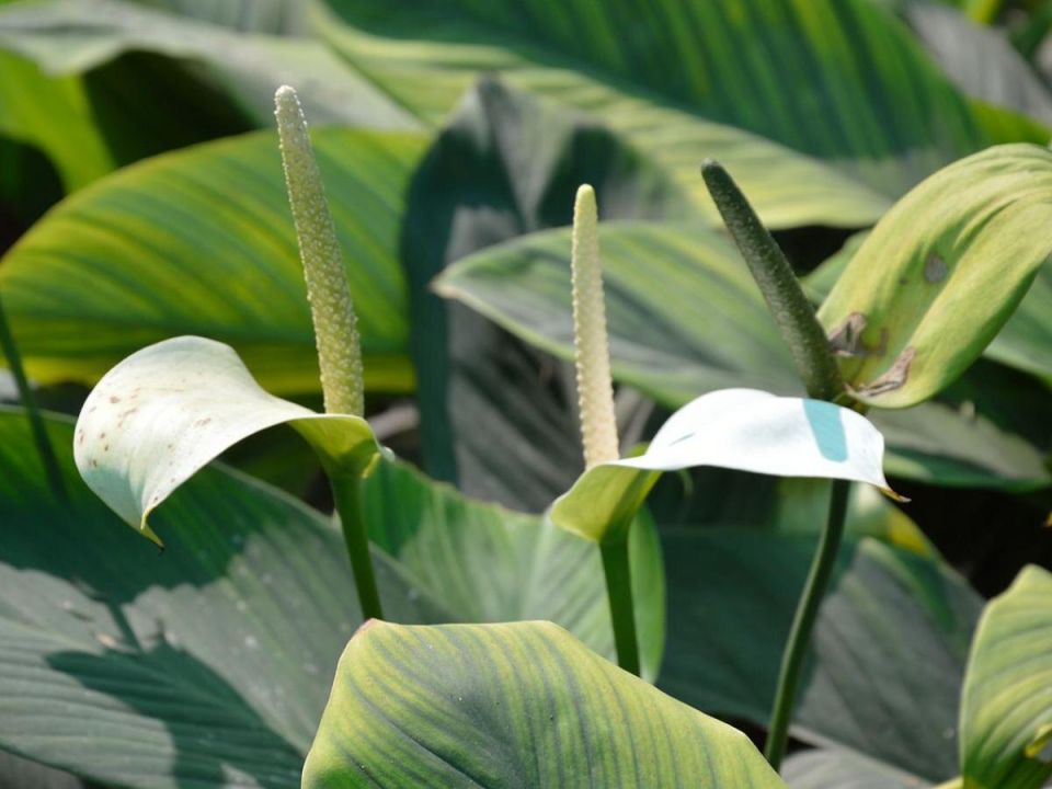 Как ухаживать за спатифиллумом: мастерим удобрения в домашних условиях