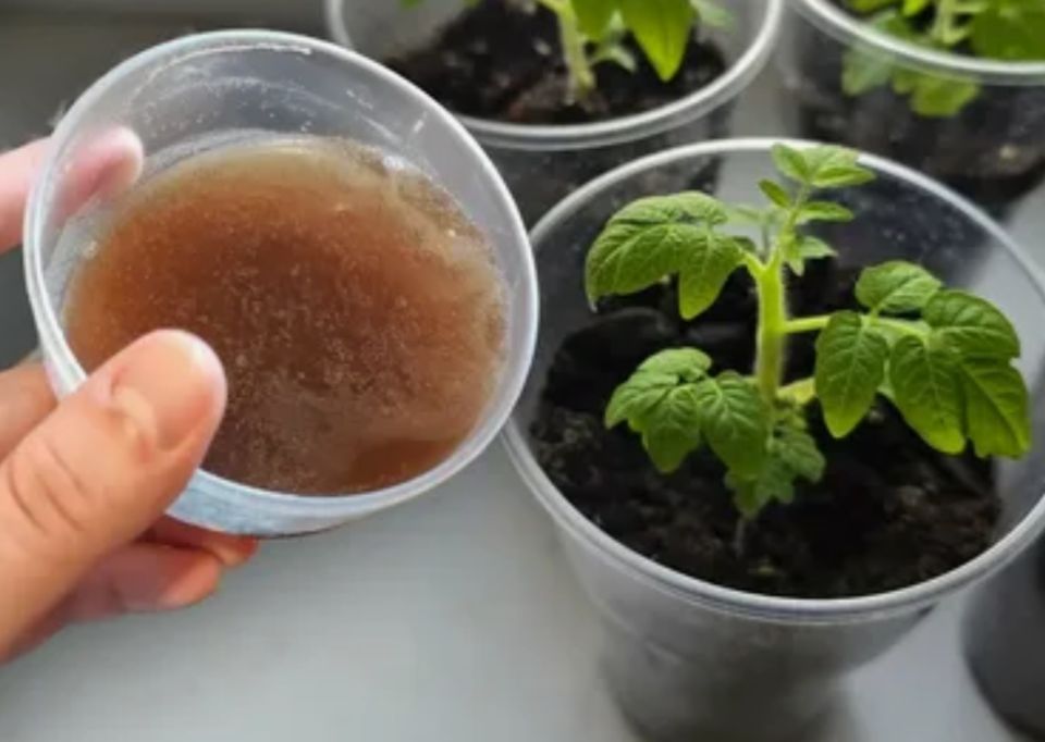 Как правильно кормить рассаду томатов для их роста и здоровья