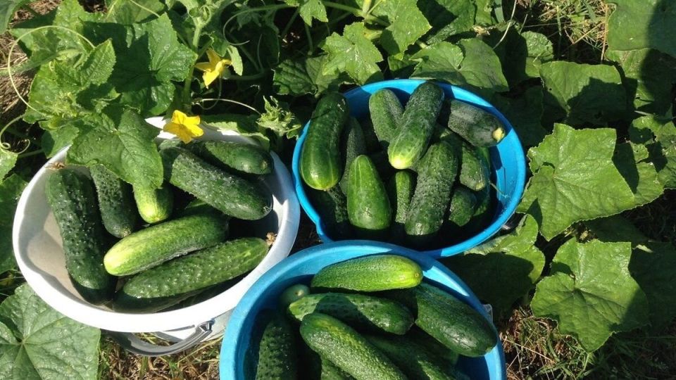 ��� ��������� ������ �� ������, �� �������� �� ����������