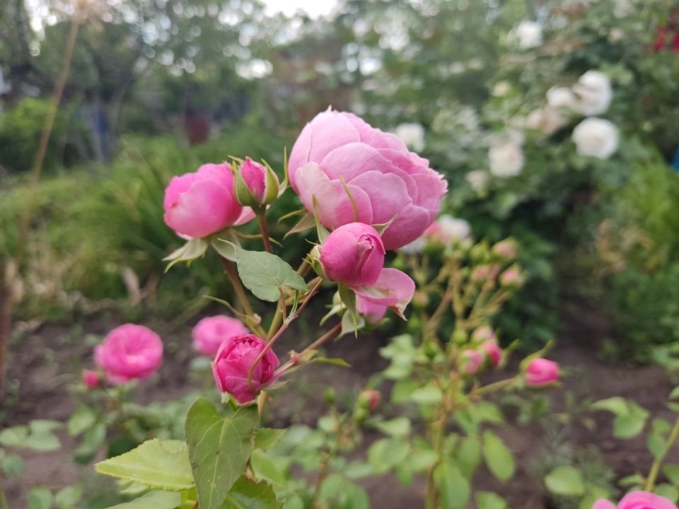Необычная история цветущей флорибунды: Роза Pomponella, пережившая пять зим