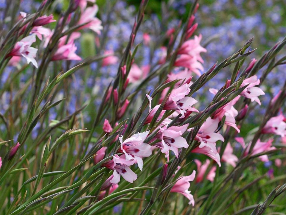 ������ �� ������� ����������� ��� ������������� ��������