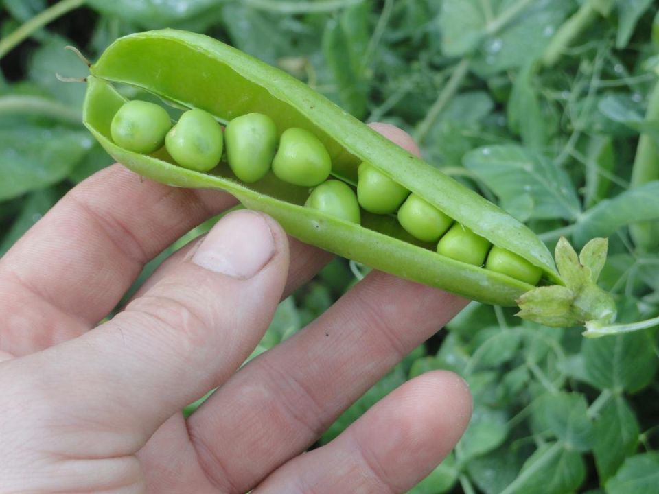 ��� ��������� ��������� �����: ������ ������� ��������