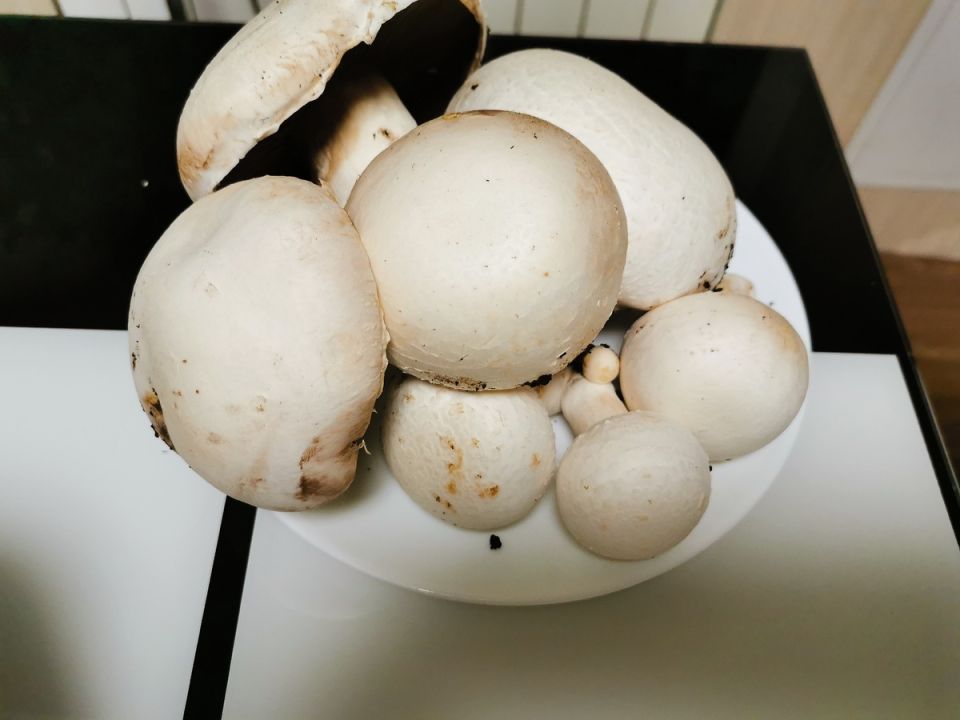 ����������� ������ ����: ������ � �������