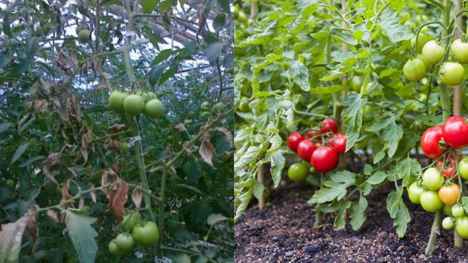 ��� ������������ ����� ��� ������: ������� ������ ��� ��������� ������