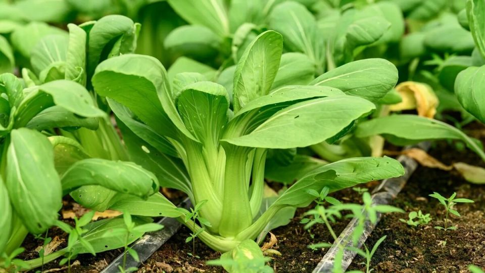 �� ������� �� ����� �� 25 ����: ��� ��������� ���-��� � ����� ������� � ���������� ������ ��� �������� � ������� ������