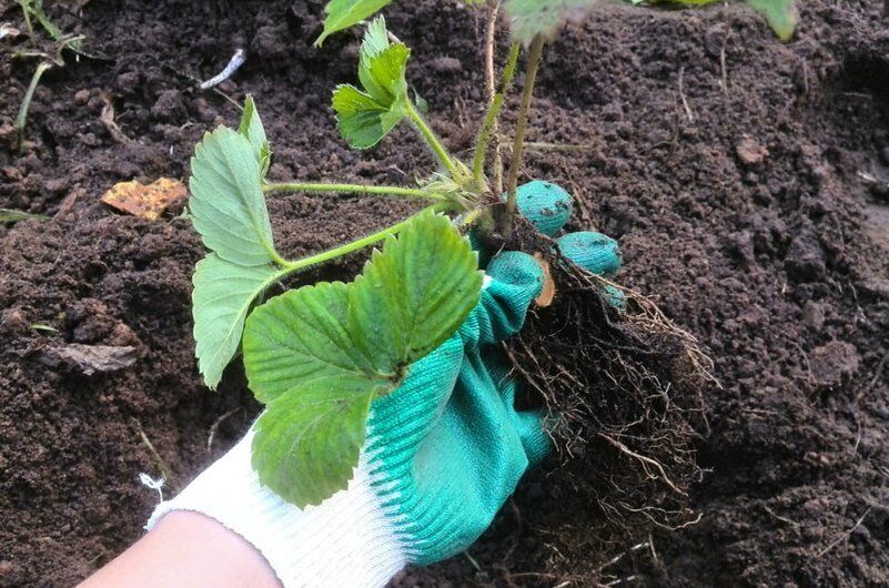 ������ ����� � ��������� ������ ��� ������� ��������