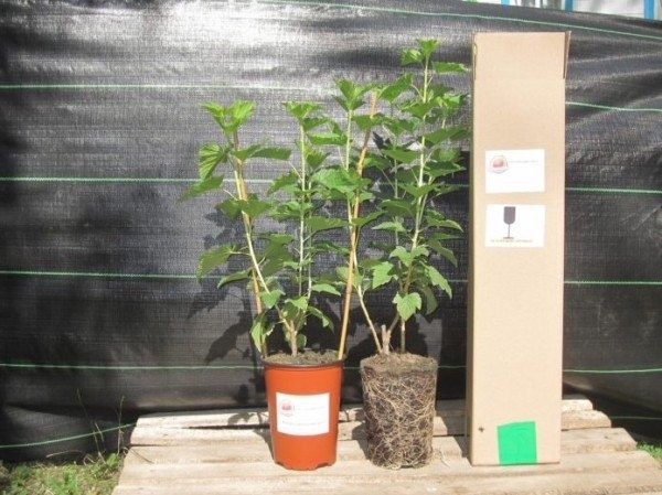 Секреты успешной посадки смородины