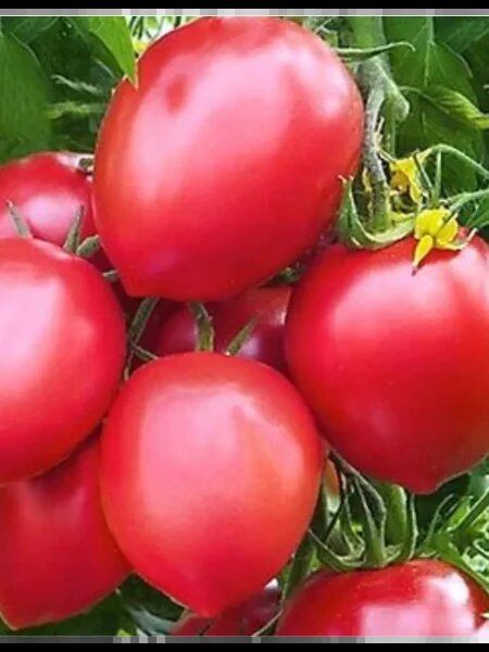 Томат Розовый каскад: первые шаги к урожаю и сладкие плоды