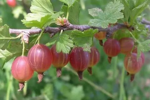 ������� ������: ��� ������� ������� ���������� ������ ��� ������