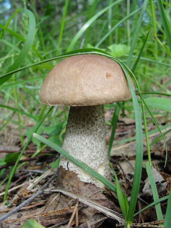 Грибной конкурс: выберите красивейшего подберезовика и подосиновика