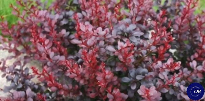 ���������: ����� ������� ��� ������ ���� � 2025 ����