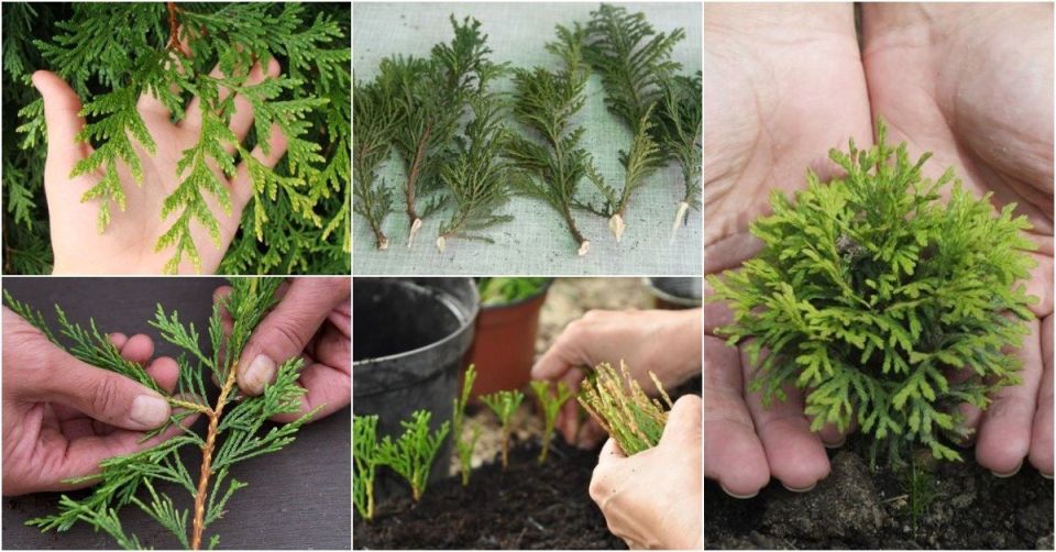 ������� ������������ ���: ������� � ����������� ����� ��� ���������