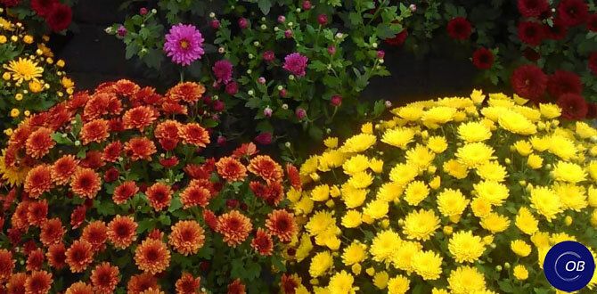 ������ �� ��������� ����������� ���������� �����������