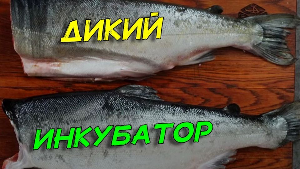Как правильно выбрать рыбу для засолки: искусственный лосось против дикого